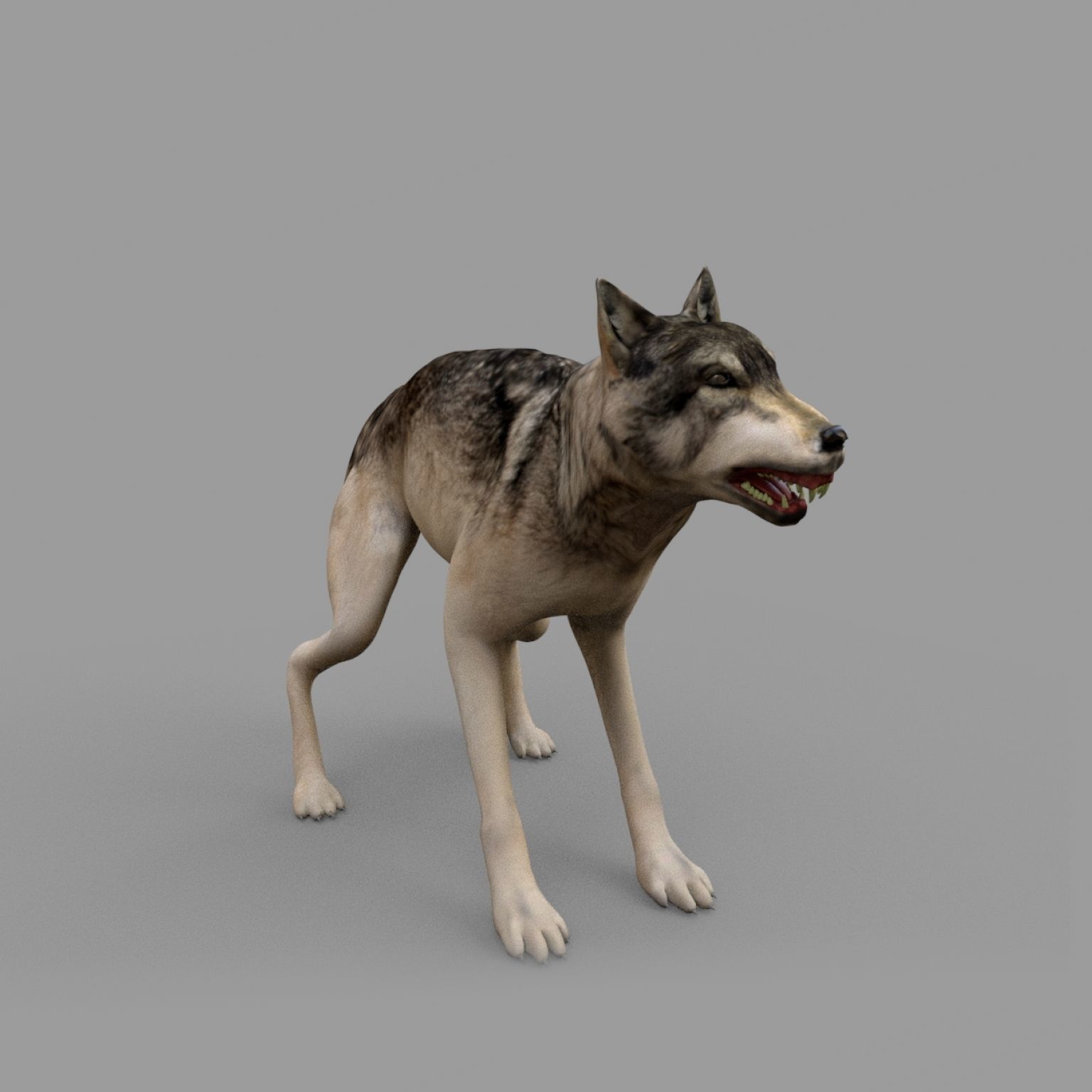 wolf rig Low-poly 3D model_7