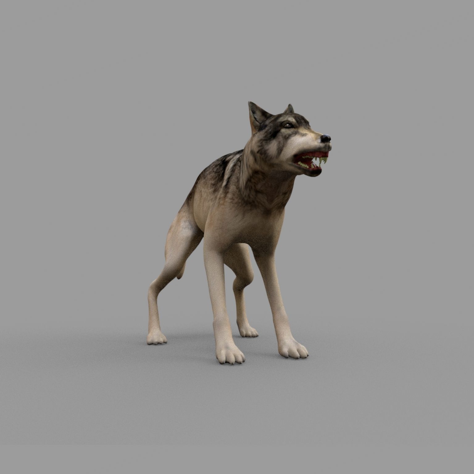 wolf rig Low-poly 3D model_1