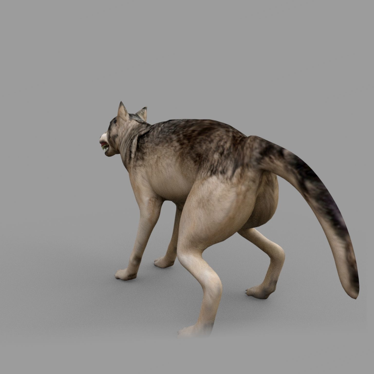 wolf rig Low-poly 3D model_8