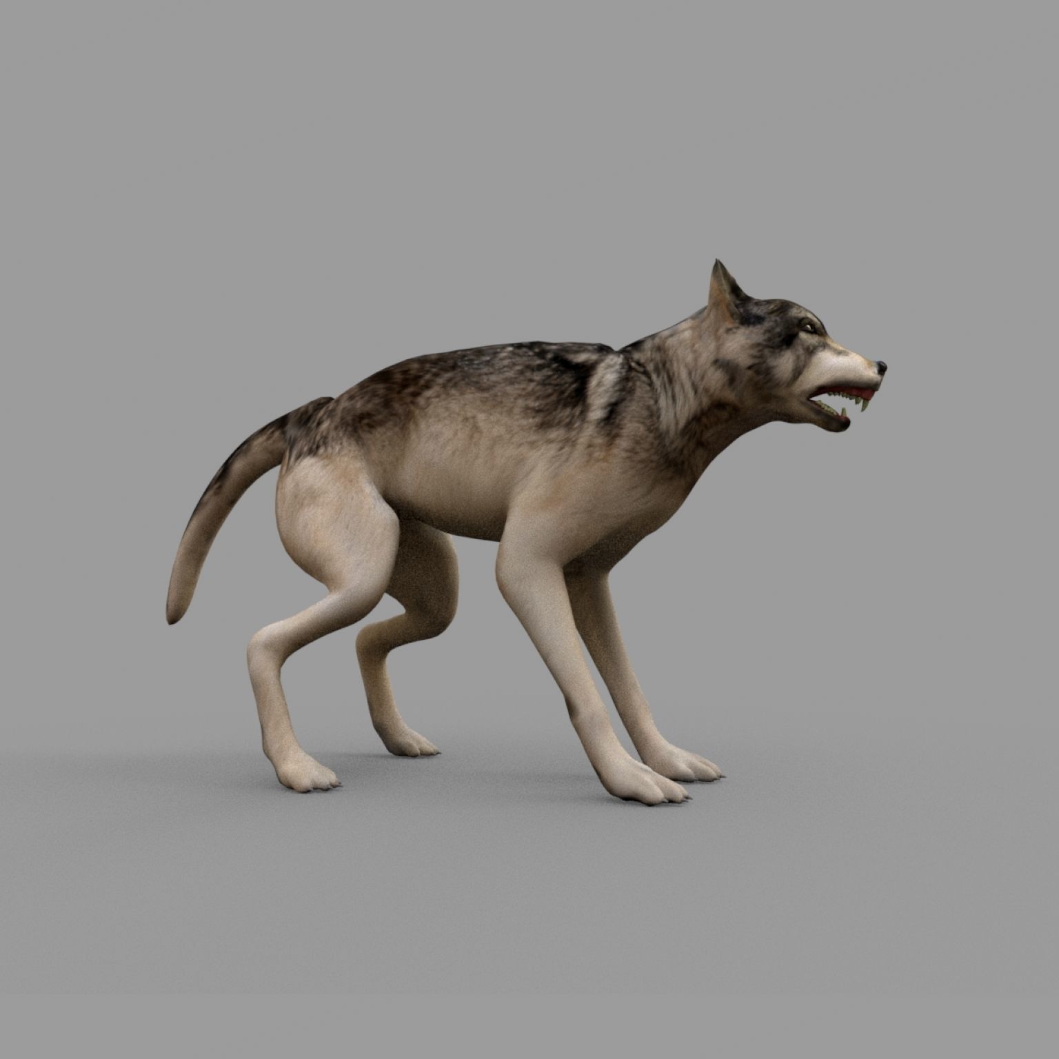 wolf rig Low-poly 3D model_2