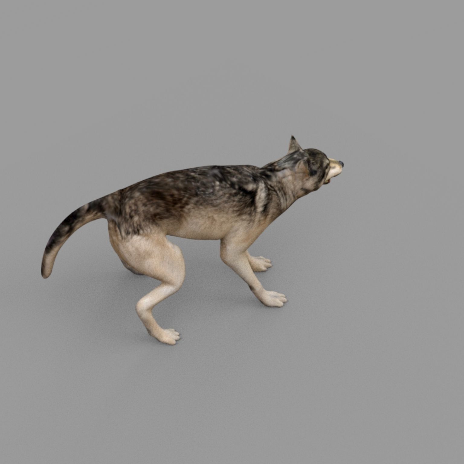 wolf rig Low-poly 3D model_5