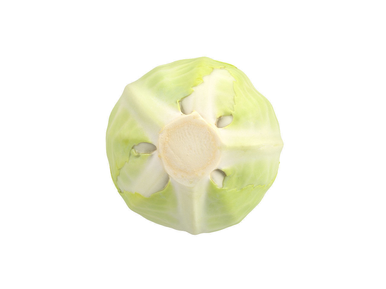 Photorealistic Cabbage 3D Scan 3D model_5