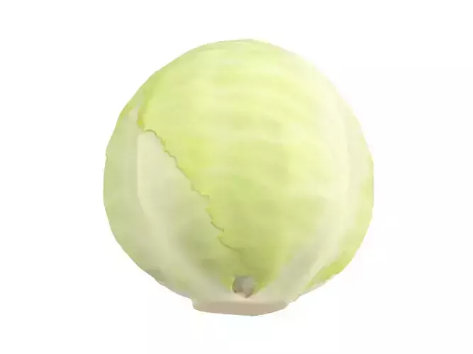 Photorealistic Cabbage 3D Scan