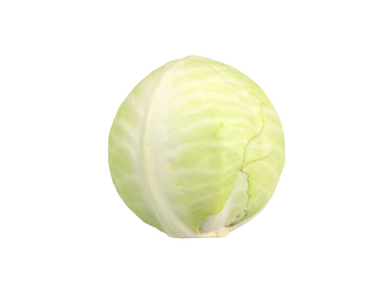 Photorealistic Cabbage 3D Scan 3D model_2