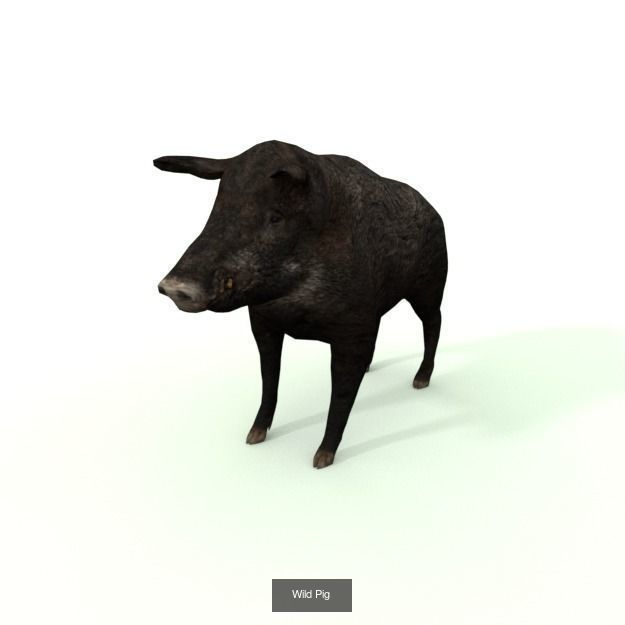 30 Forest Animals Super Pack 3D Model Collection_13