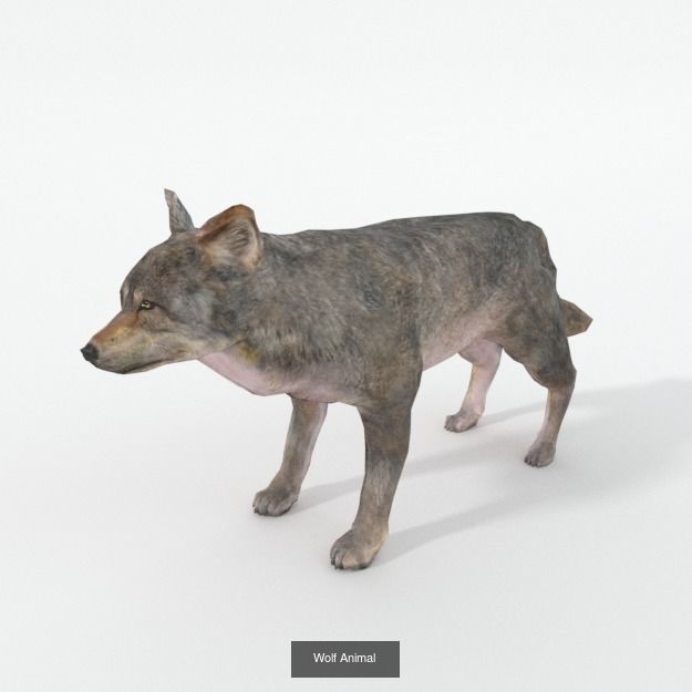 30 Forest Animals Super Pack 3D Model Collection_25