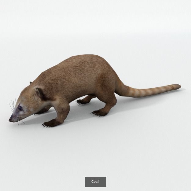30 Forest Animals Super Pack 3D Model Collection_21