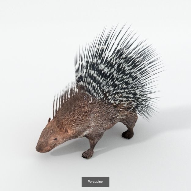 30 Forest Animals Super Pack 3D Model Collection_28