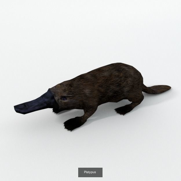 30 Forest Animals Super Pack 3D Model Collection_15