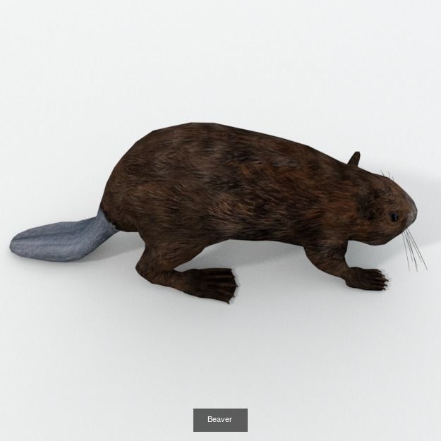 30 Forest Animals Super Pack 3D Model Collection_14