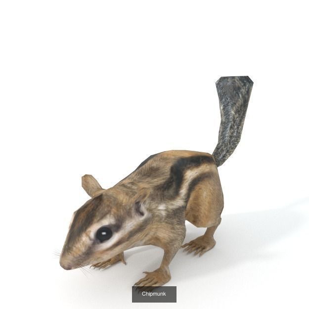 30 Forest Animals Super Pack 3D Model Collection_10