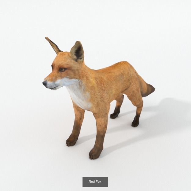 30 Forest Animals Super Pack 3D Model Collection_26