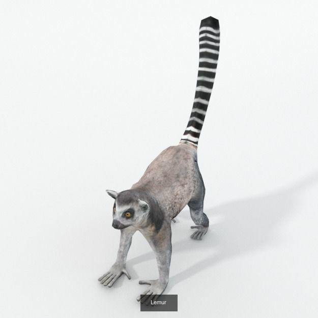 30 Forest Animals Super Pack 3D Model Collection_24