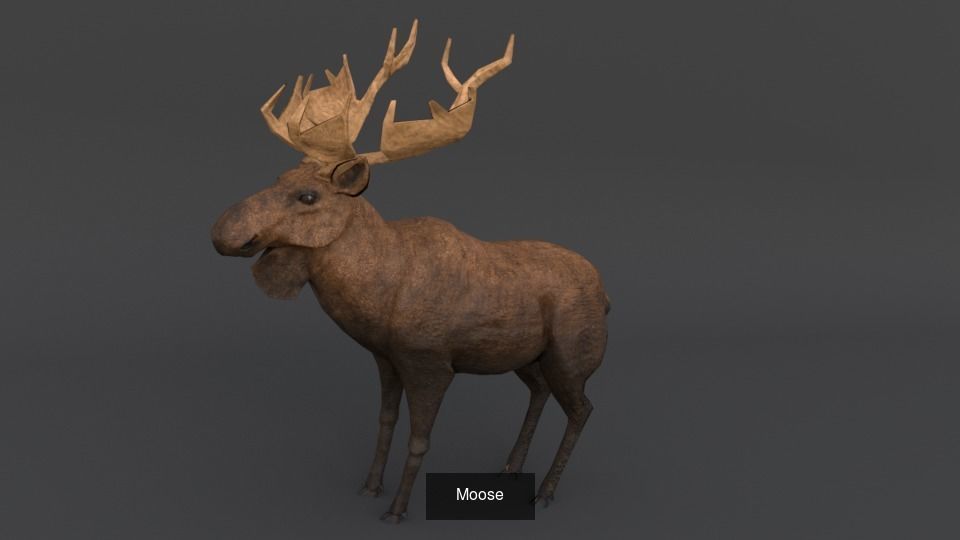 30 Forest Animals Super Pack 3D Model Collection_9