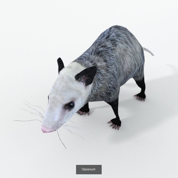 30 Forest Animals Super Pack 3D Model Collection_27