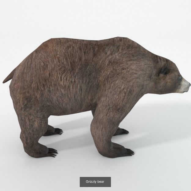 30 Forest Animals Super Pack 3D Model Collection_12