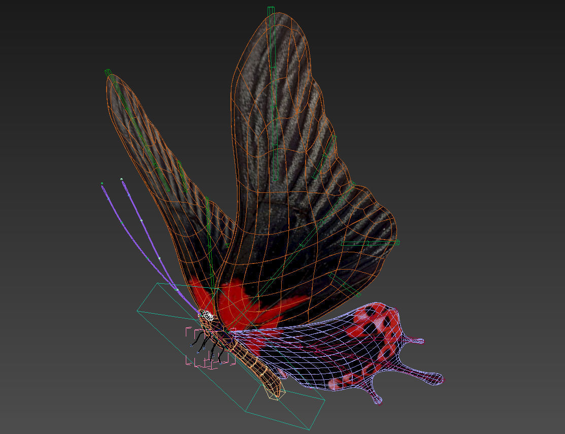 butterfly scalewing wing fly 3D model_2