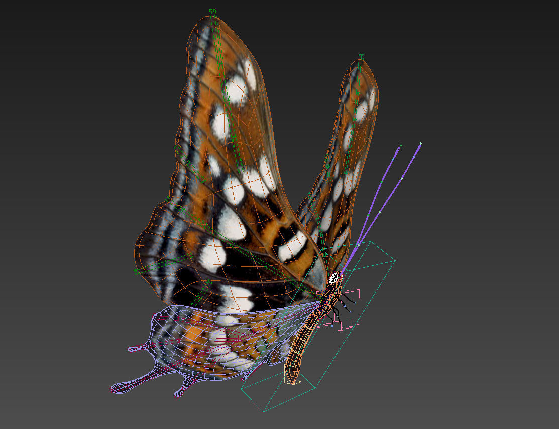 butterfly scalewing wing fly 3D model_8