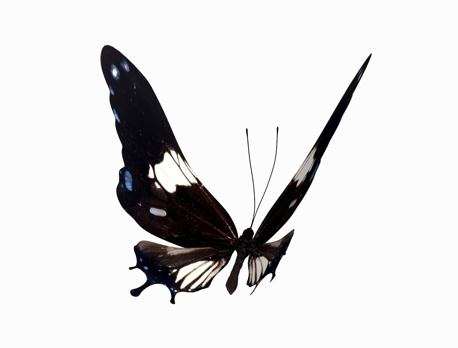 butterfly scalewing wing fly 3D model_3