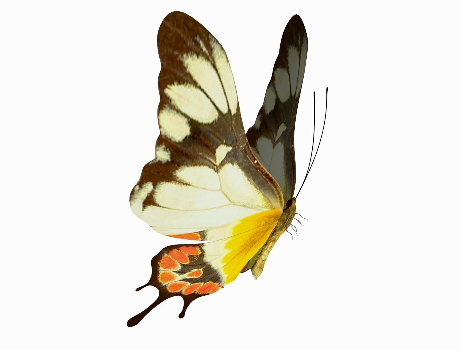 butterfly scalewing wing fly 3D model_6