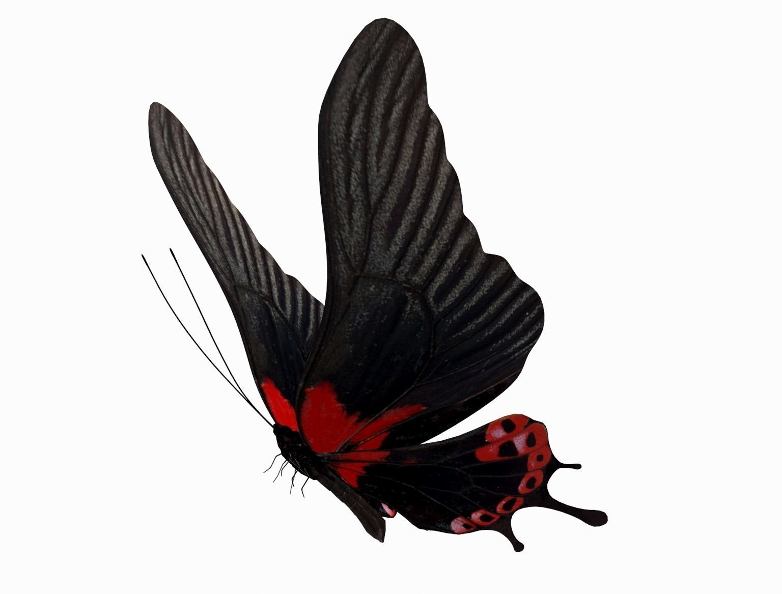butterfly scalewing wing fly 3D model_1