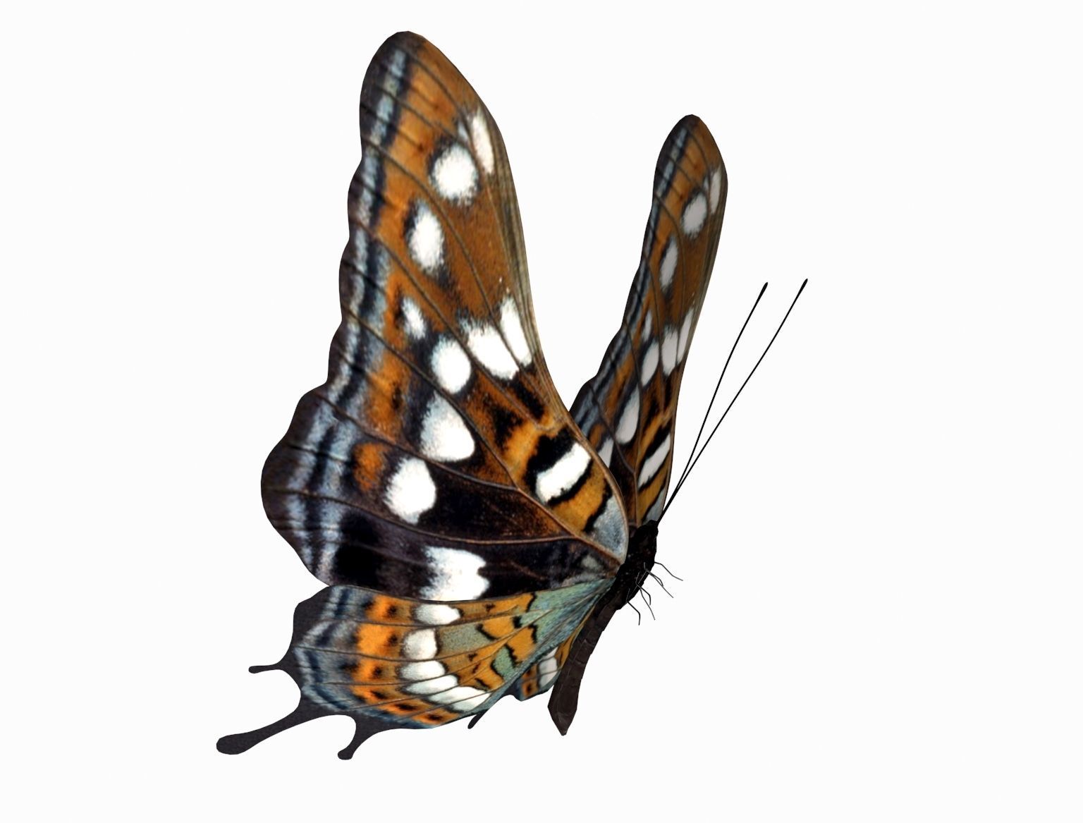 butterfly scalewing wing fly 3D model_5