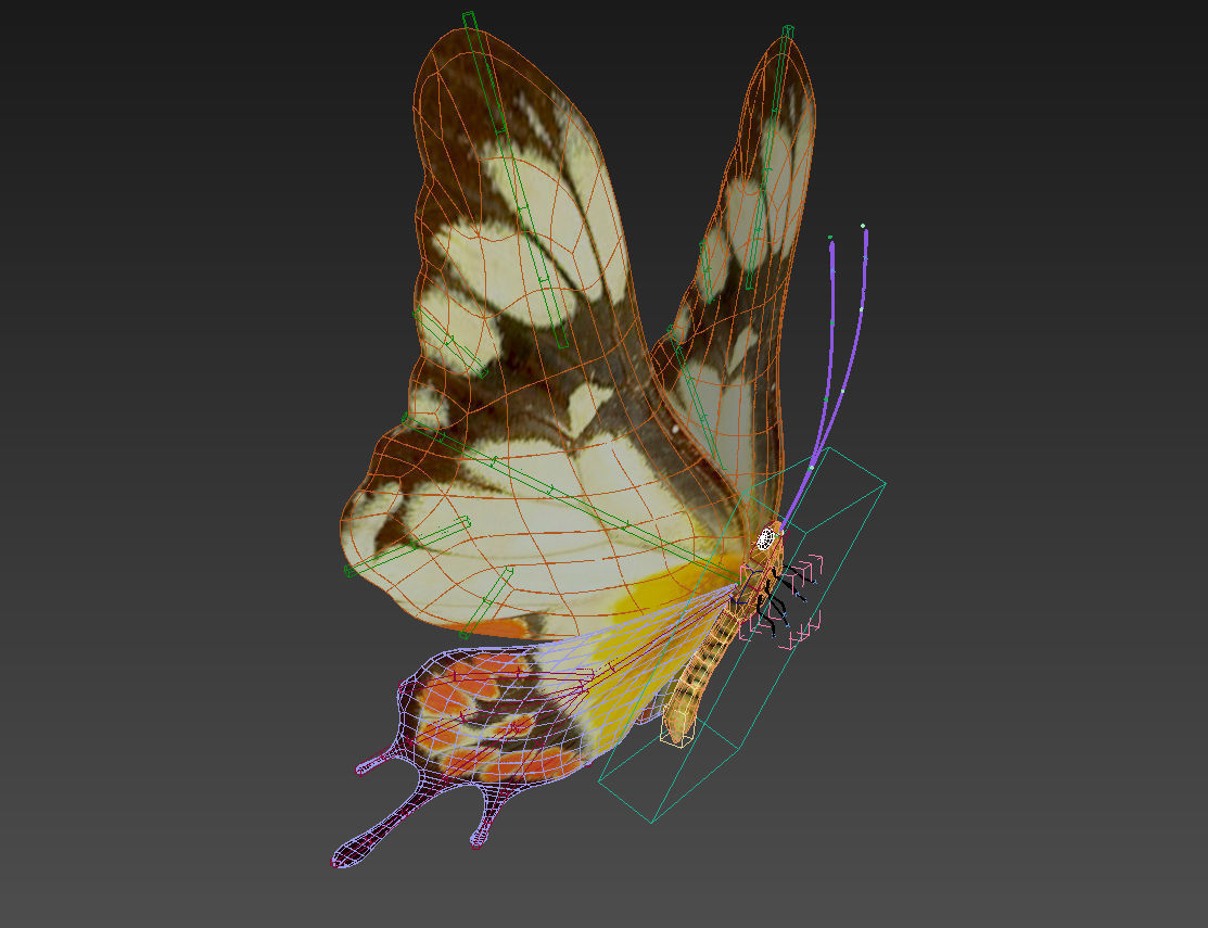 butterfly scalewing wing fly 3D model_7