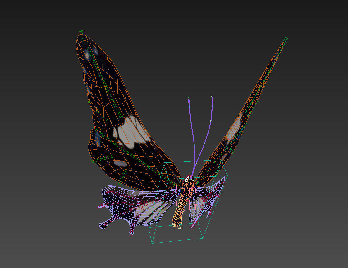 butterfly scalewing wing fly 3D model_4