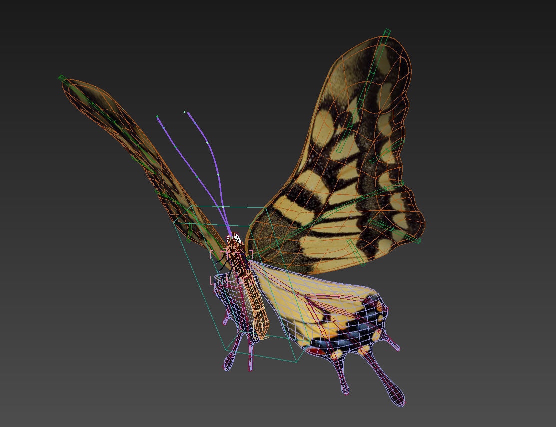 butterfly scalewing wing fly 3D model_10