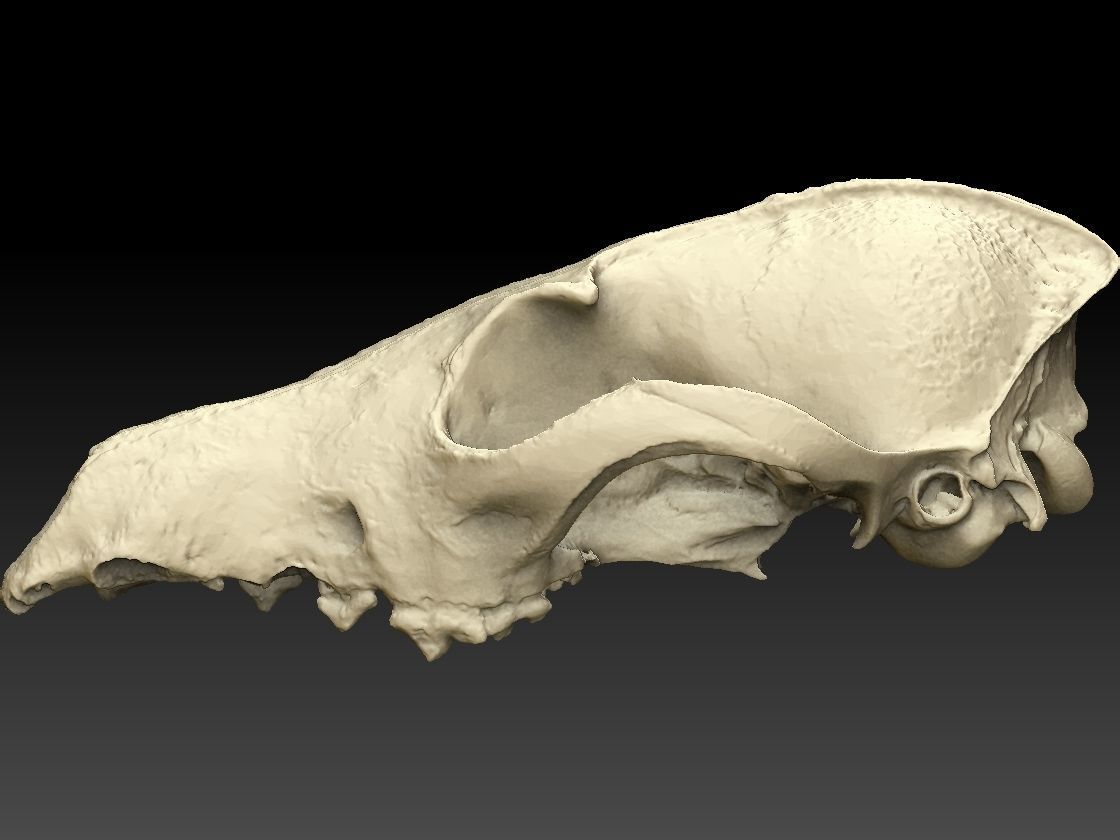 Fox Skull 3D model_4