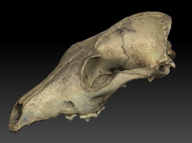 Fox Skull 3D model