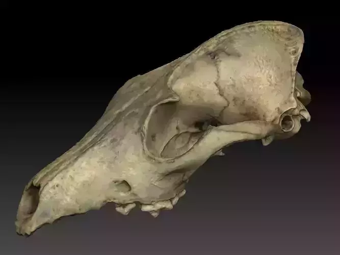 Fox Skull 3D model