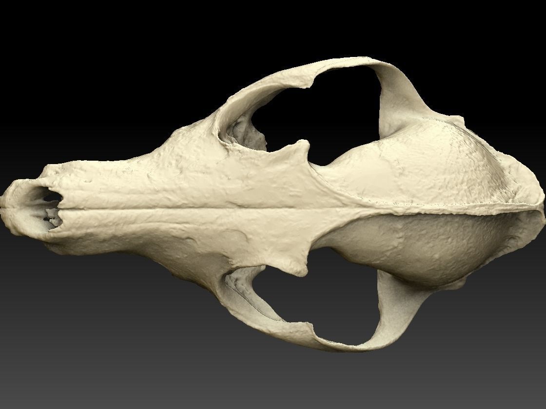 Fox Skull 3D model_5
