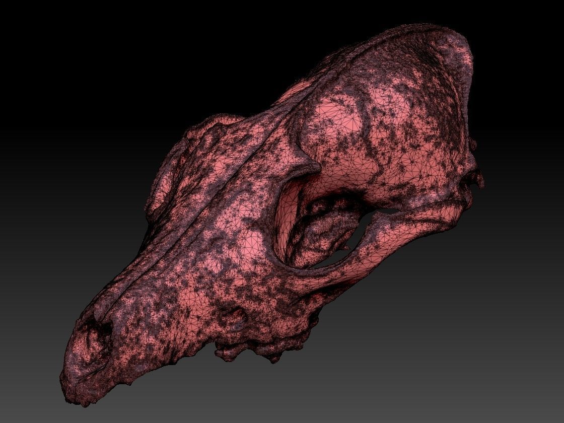 Fox Skull 3D model_1