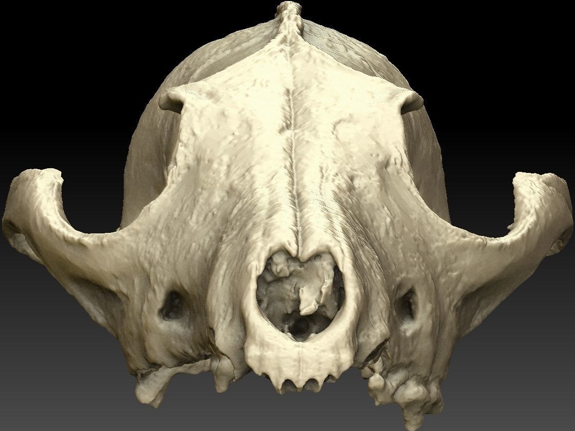 Fox Skull 3D model_6