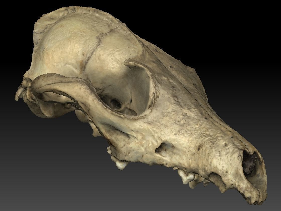 Fox Skull 3D model_3