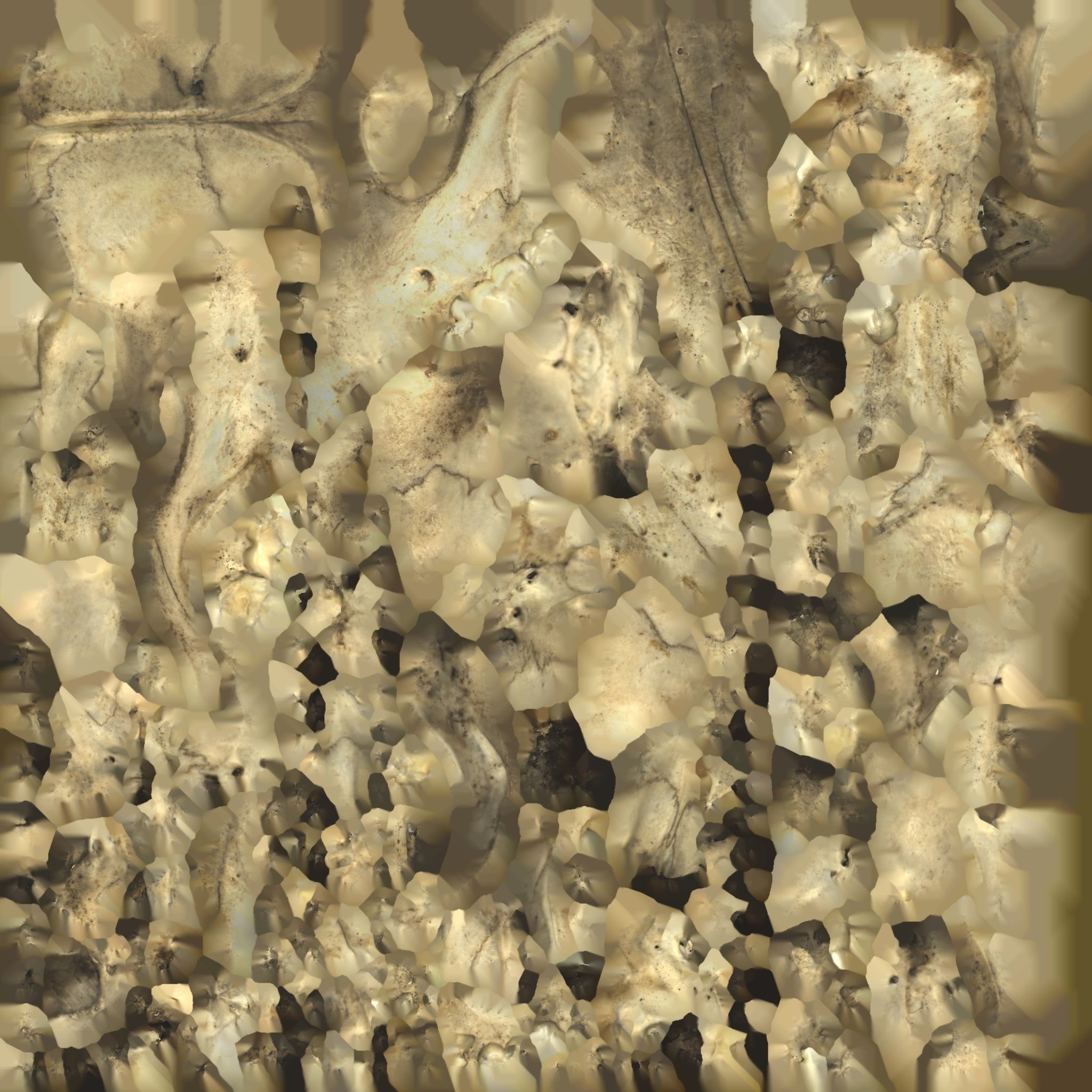 Fox Skull 3D model_8