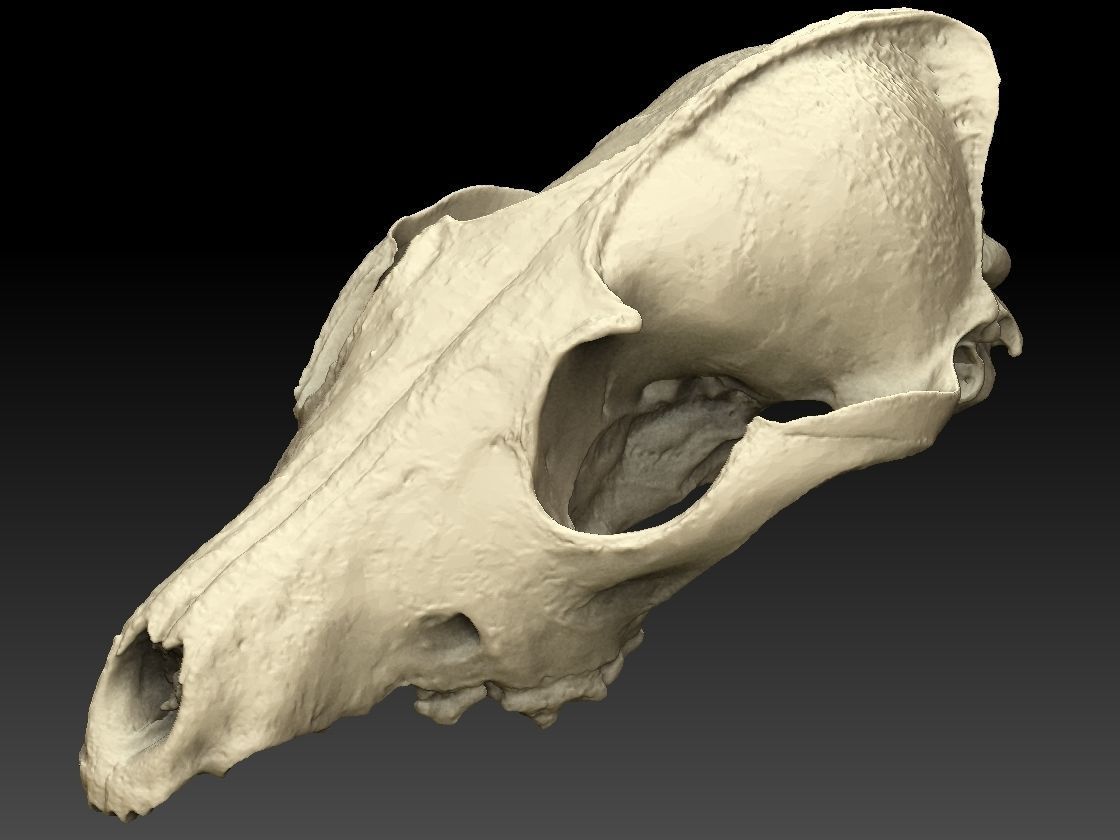 Fox Skull 3D model_7