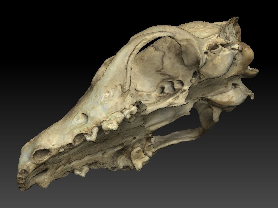 Fox Skull 3D model_2