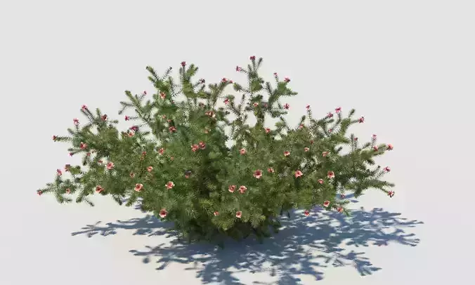 Plant Gravelia Noeli