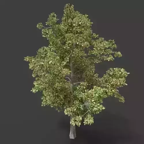 Beech Deciduous Tree 3D model