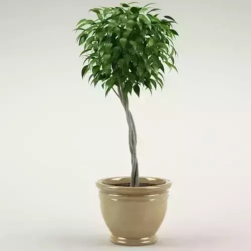 Plant 53