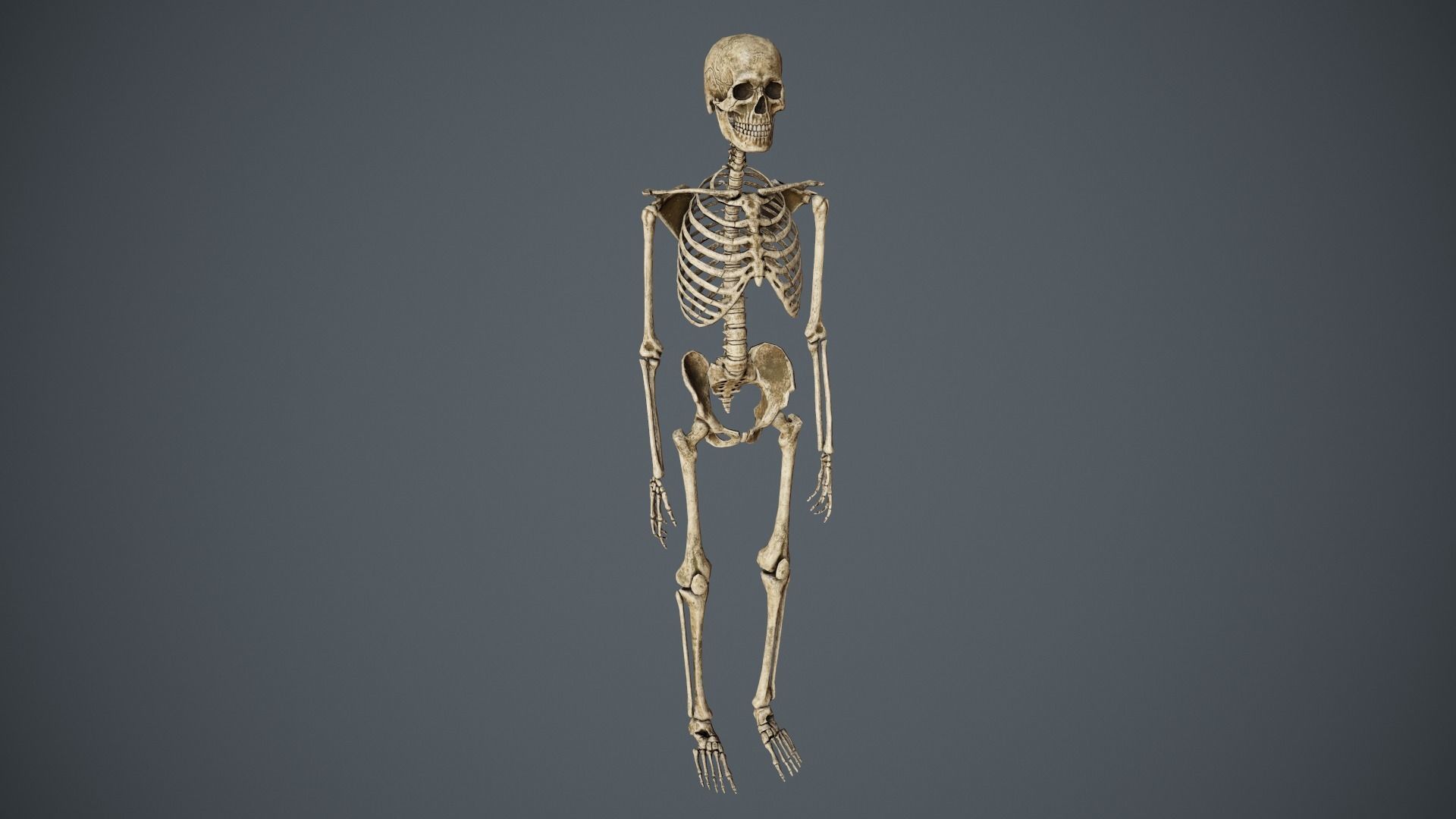 Traveller Skull Skeleton with Bags Low-poly 3D model_2