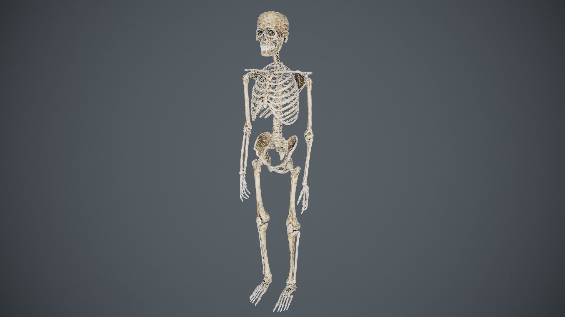 Traveller Skull Skeleton with Bags Low-poly 3D model_10