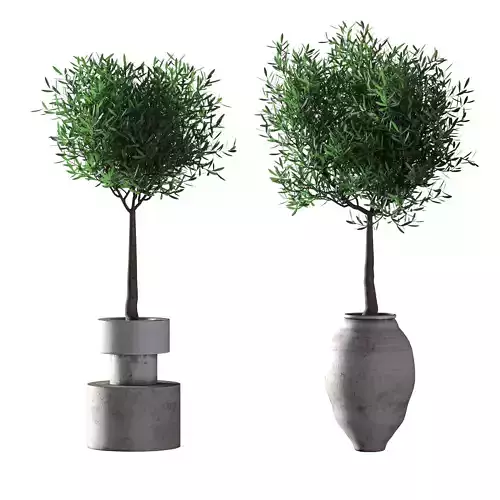 Deciduous olive trees - 2 models 3D model
