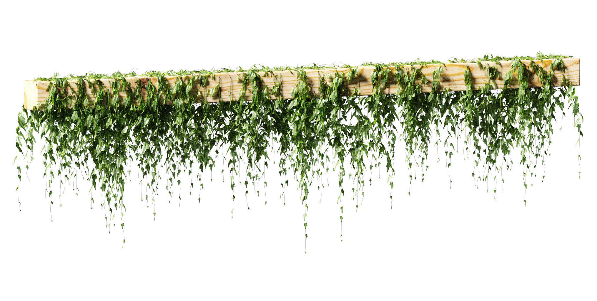Ivy for beams or ceilings  - 4 models 3D model_7