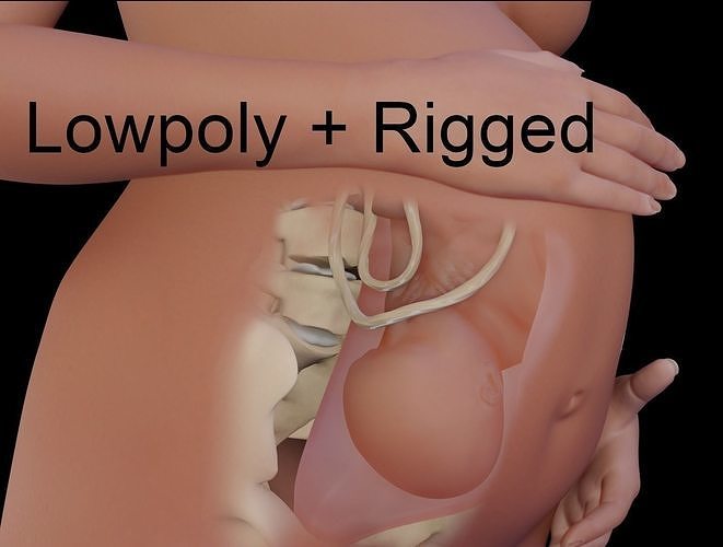 Pregnant and fetus  Low-poly 3D model