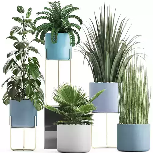 Collection of ornamental plants 3D model