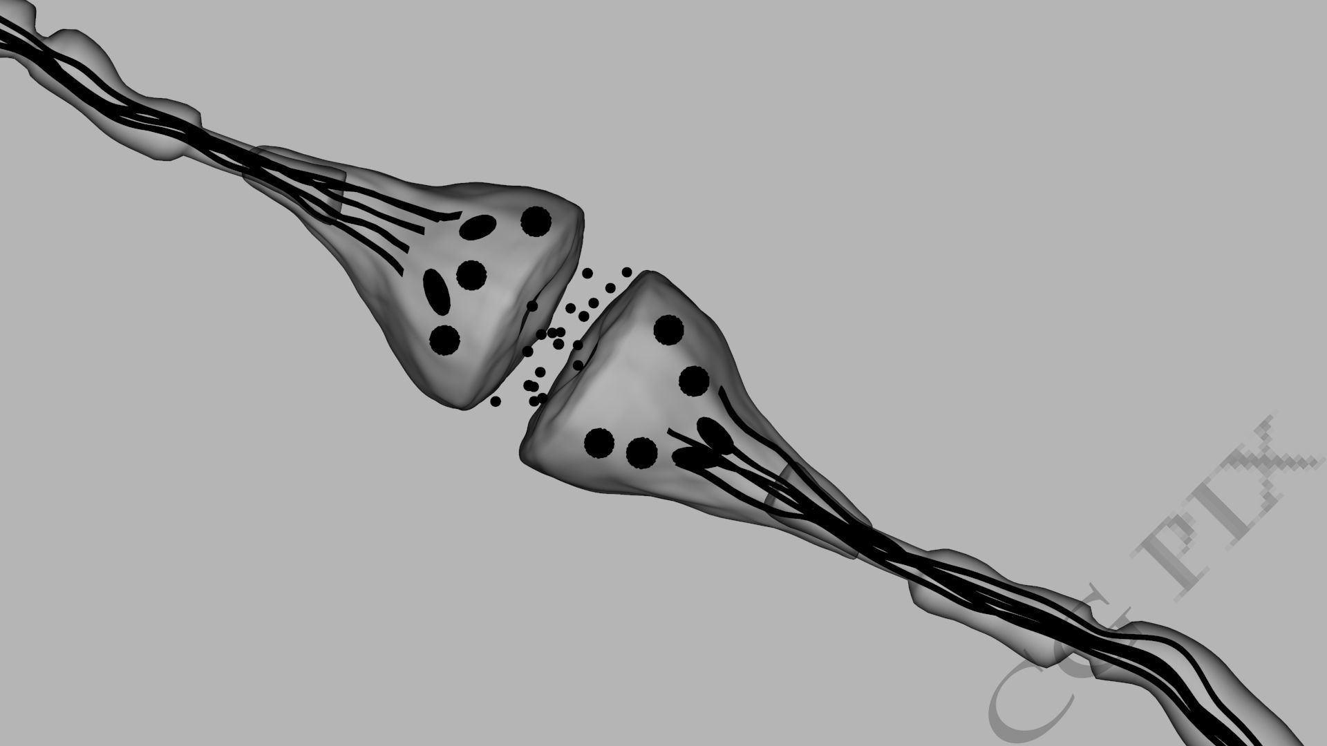 Axon terminal 3D 3D model_8