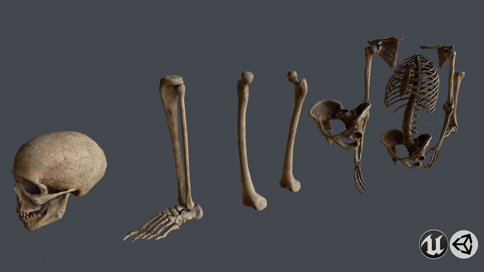 Skull and Bones Low-poly 3D model_1